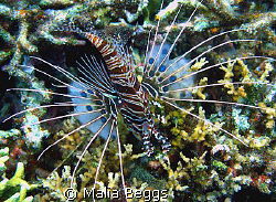 "Spotfin Lionfish".  The dark spots on its pectoral fins ... by Malia Beggs 